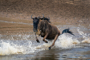 Blue wildebeest galloping through shallows in spray