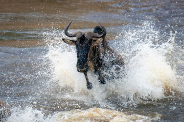 Blue wildebeest gallops through river in spray