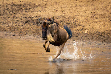 Blue wildebeest gallops through stream in sunshine
