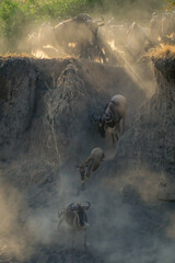 Blue wildebeest galloping down gully in dust