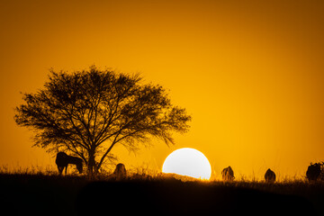 Blue wildebeest graze on horizon at sunrise - Powered by Adobe