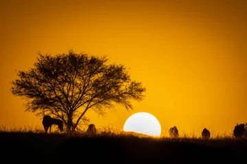 Zelfklevend Fotobehang Blue wildebeest graze on horizon at sunrise © Nick Dale