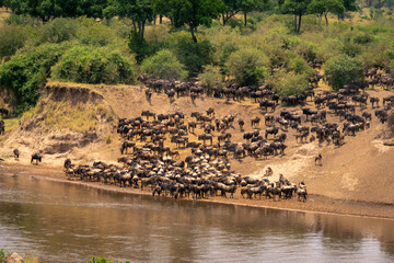 Blue wildebeest gather on riverbank near forest