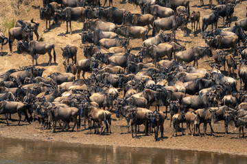 Blue wildebeest gather on riverbank in sun