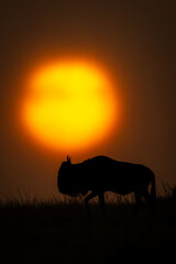 Blue wildebeest on horizon passes misty sunset