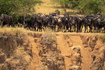 Fototapeta na wymiar Blue wildebeest mass together on cliff edge
