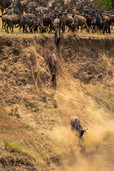Fototapeta na wymiar Blue wildebeest jumping down cliff in dust