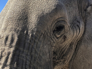 Closeup of an elephant in Namibia