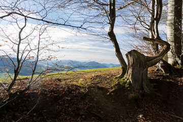 Autumm the bright colors in the forest