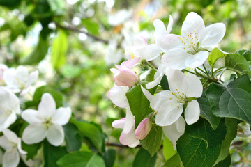 blooming pear tree with white and pink flowers copy space 