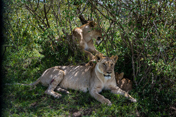 Lion female in the Masai Mara