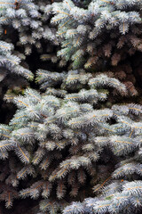 Silver pine tree, silver spruce pine, fir tree brunches closeup photo