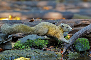 Grey-bellied Squirrel (Callosciurus caniceps) at waterhole in rainforest, Kaeng Krachan National...
