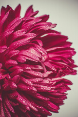 Red chrysanthemum with dew drops on the petals