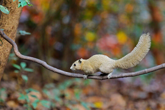 Grey-bellied Squirrel (Callosciurus caniceps) in rainforest, Kaeng Krachan National Park, Thailand
