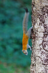 Grey-bellied Squirrel (Callosciurus caniceps) on a tree, Khao Yai National Park, Thailand