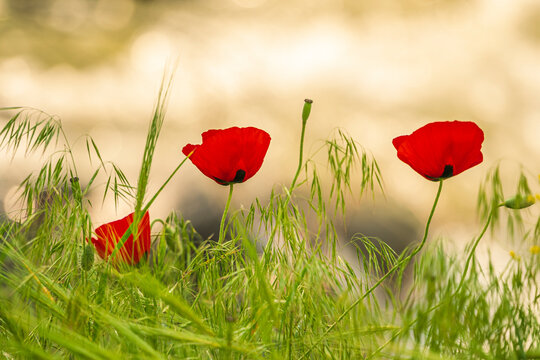 Travel in Armenia. Blossom red poppy flowers field