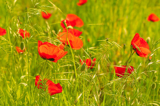 Travel in Armenia. Blossom red poppy flowers field