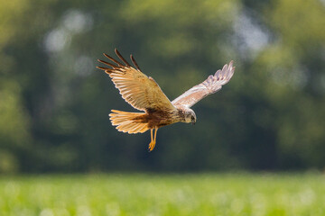 Western Marsh Harrier (Circus aeruginosus) male flying, Baden-Wuerttemberg, Germany
