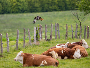Red Kite (Milvus milvus), adult taking off from fence post close to resting cows, Hesse, Germany