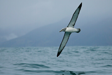Salvin's Albatross (Thalassarche salvini), Kaikoura, New Zealand