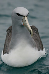 Salvin's Albatross (Thalassarche salvini), Kaikoura, New Zealand