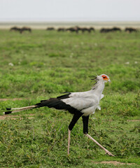 Secretary Bird (Sagittarius serpentarius) adult walking in savanna grassland, Serengeti National Park; Tanzania