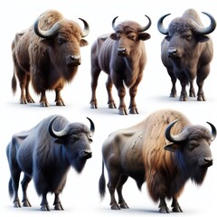 Collection of Buffalos on a white background 