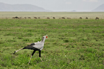 Secretary Bird (Sagittarius serpentarius) adult walking in savanna grassland, Serengeti National Park; Tanzania