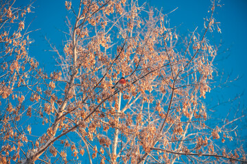 Bright bullfinch with red breast sitting on a tree in winter