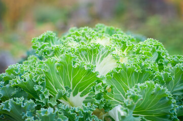 Green and white ornamental cabbage (Brassica oleracea) in autumn garden. Plant background. Autumn...