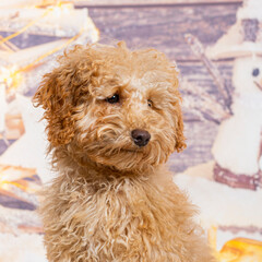 Poodle in front of a christmas decoration painted with a snowman and a present