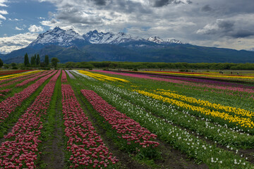 Campo de tulipanes, Esquel, patagonia Argentina