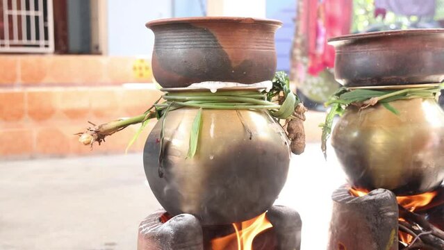 celebrating Traditional Thai Pongal festival to sun god with pot, lamp,wood fire stove, fruits and sugarcane. Making Sakkarai or sugar pongal and ven pongal in sand stove in traditional method
