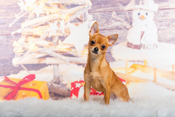 Chihuahua in front of a christmas decoration painted with a snowman and a present