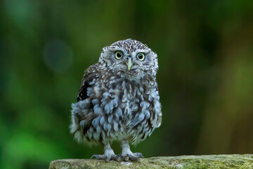 Little Owl