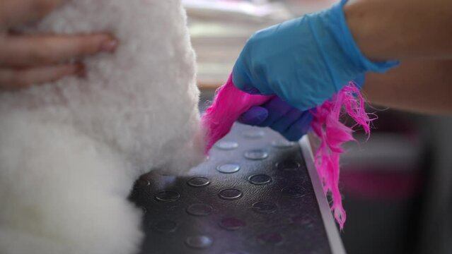 A professional groomer wearing rubber gloves carefully rubs pink dye into the fluffy tail while the owner holds the white dog sitting. Close-up.