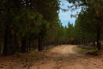 Fototapeta premium Camino en el bosque