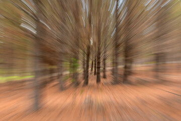 Movimiento de zoom en bosque