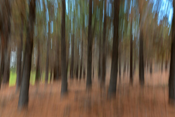 Movimiento de cámara en bosque