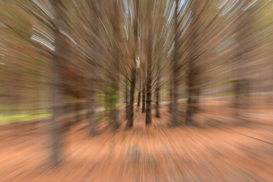 Fototapeta Movimiento de zoom en bosque