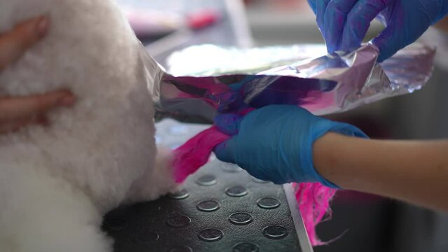 A female groomer wearing rubber gloves carefully rubs pink paint into the fluffy tail of a white dog with her fingers. When finished, her wraps the painted tail with aluminum foil. Close-up.