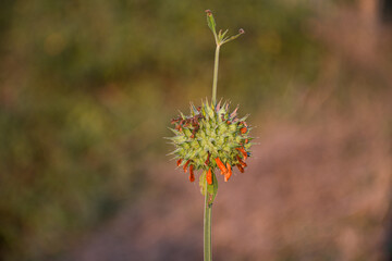 Lion's tail (Leonotis leonurus). Known also as Wild dagga