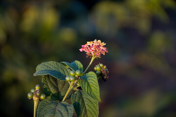 Lantana camara is a type of flowering plant from the Verbenaceae family.