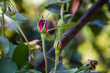 Rose buds in the garden on a natural background