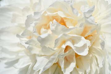 beautiful white terry peony flower blooming background. extreme macro shot