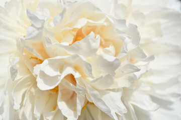 beautiful white terry peony flower blooming background. extreme macro shot - obrazy, fototapety, plakaty