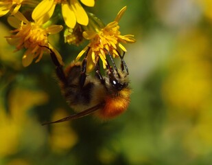 Ackerhummel an einheimischer Goldrute