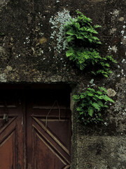 Detalle de puerta de casa abandonada con vegetación sobre la pared