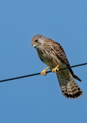 Kestrel